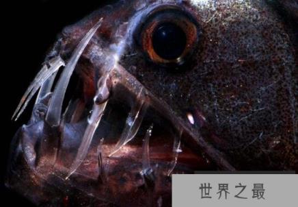 深海毒蛇鱼，长着毒蛇一般的獠牙(嘴里都放不下)