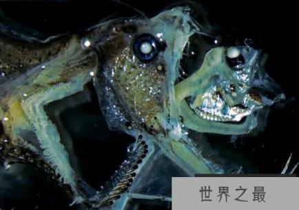 深海毒蛇鱼，长着毒蛇一般的獠牙(嘴里都放不下)