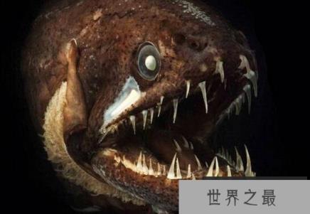 凶神恶煞的深海龙鱼，满口又长又尖的獠牙(身体会发光)