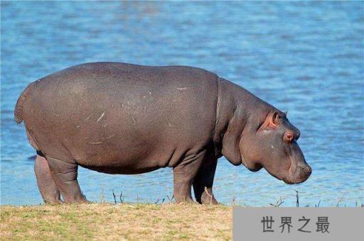 河马的蛋蛋竟然能缩到体内