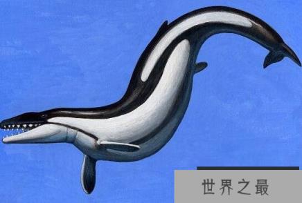 龙王鲸又称帝王蜥蜴