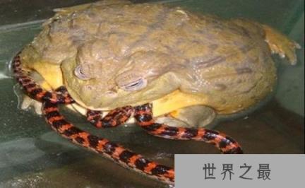 世界上最凶猛的青蛙，非洲牛箱头蛙可活吞老鼠(体型世界第二)