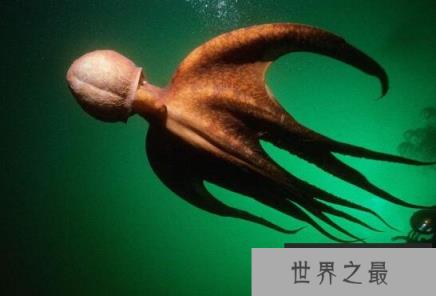 世界上最大的章鱼，北太平洋巨型章鱼(重达272公斤)