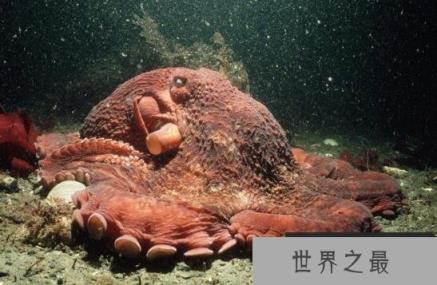 世界上最大的章鱼，北太平洋巨型章鱼(重达272公斤)