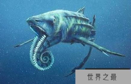 奇葩的旋齿鲨牙齿，螺旋状牙齿用来切割粉碎猎物