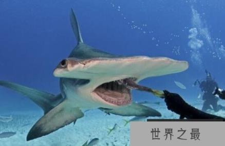 双髻鲨拥有和人类一样的双视力，双眼可360度环顾四周