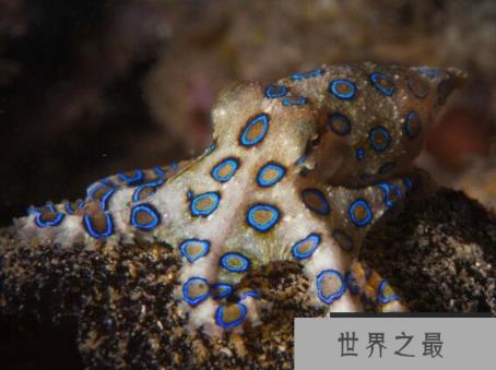 世界上最毒的章鱼，蓝环章鱼(毒素至今无药可医)