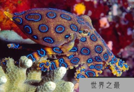 世界上最毒的章鱼，蓝环章鱼(毒素至今无药可医)