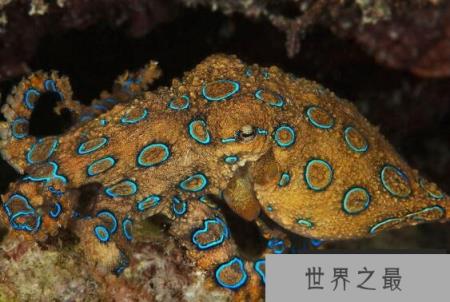 世界上最毒的章鱼，蓝环章鱼(毒素至今无药可医)