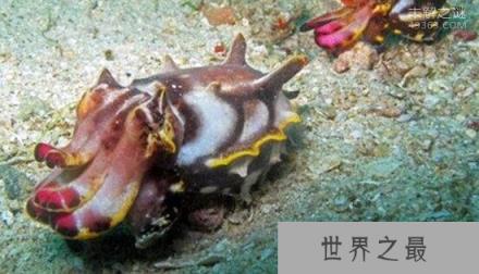 世界上唯一有毒的乌贼:禁止食用（可以饲养）
