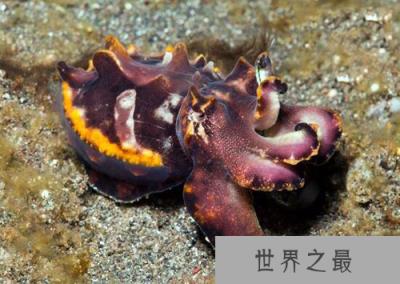 火焰乌贼外形酷似火焰,乌贼中唯一种有剧毒的种类