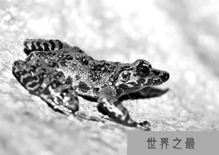 极度濒危的蛙类，数量最少的目前仅剩几只