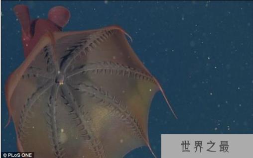 深海神秘居民 吸血鬼鱿鱼