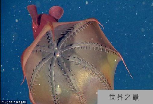 深海神秘居民 吸血鬼鱿鱼