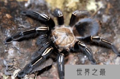 从未见过的世界十大最漂亮的蜘蛛，谁才是最受欢迎的宠物蜘蛛