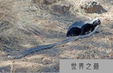 蛇类的十大克星，蛇獴专门和毒蛇作对头（杀蛇屠夫）