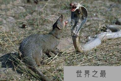 蛇类的十大克星，蛇獴专门和毒蛇作对头（杀蛇屠夫）