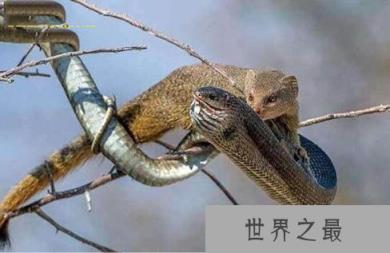 蛇类的十大克星，蛇獴专门和毒蛇作对头（杀蛇屠夫）