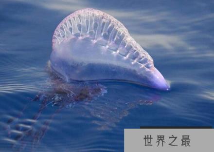 世界上最毒的水母，僧帽水母(被蜇伤立即休克)
