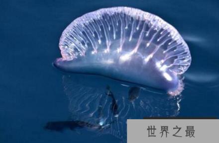 世界上最毒的水母，僧帽水母(被蜇伤立即休克)