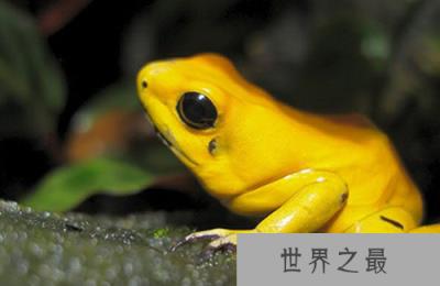 世界上最恐怖的动物，十大长相凶狠的“怪物”