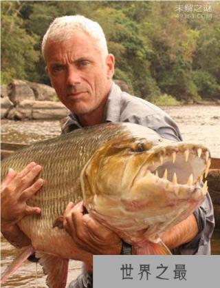 巨型水虎鱼,最凶残、最大、最具杀伤性的鱼类