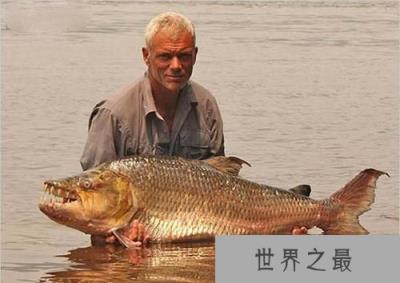巨型水虎鱼,最凶残、最大、最具杀伤性的鱼类