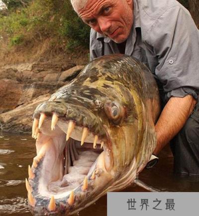 巨型水虎鱼,最凶残、最大、最具杀伤性的鱼类