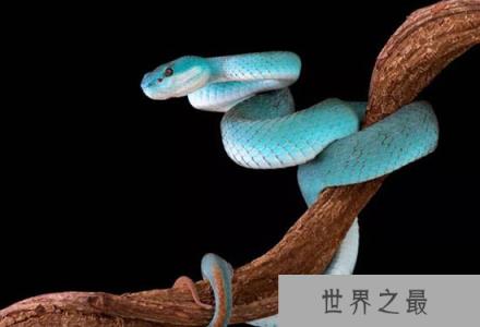 最濒危的冷血动物，光鲜亮丽的外表下隐藏着危险