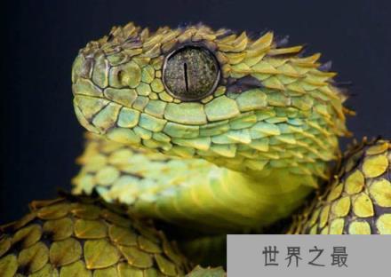 最濒危的冷血动物，光鲜亮丽的外表下隐藏着危险