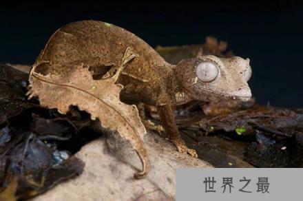 最濒危的冷血动物，光鲜亮丽的外表下隐藏着危险