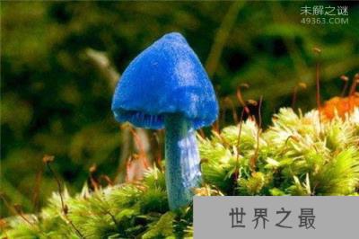 世界上根本就没有蓝色你信吗？天蓝蘑菇，蓝色血液怎么解释？