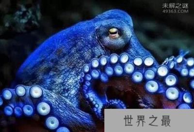 世界上根本就没有蓝色你信吗？天蓝蘑菇，蓝色血液怎么解释？