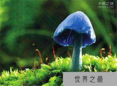 世界上根本就没有蓝色你信吗？天蓝蘑菇，蓝色血液怎么解释？