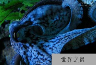 世界上根本就没有蓝色你信吗？天蓝蘑菇，蓝色血液怎么解释？