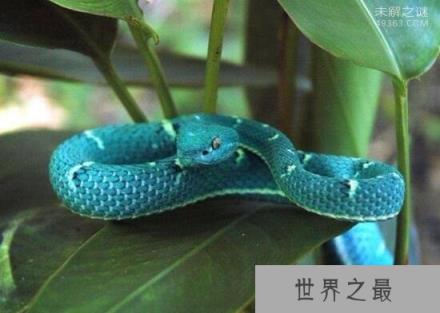 最为罕见的蛇,你知道蓝蛇吗就是通体蓝色的蛇(变异蓝化)
