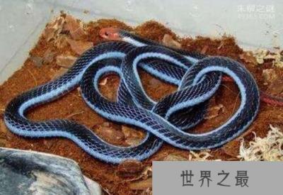 最为罕见的蛇,你知道蓝蛇吗就是通体蓝色的蛇(变异蓝化)