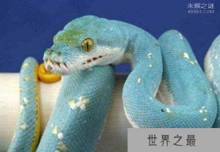 最为罕见的蛇,你知道蓝蛇吗就是通体蓝色的蛇(变异蓝化)