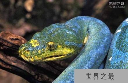 最为罕见的蛇,你知道蓝蛇吗就是通体蓝色的蛇(变异蓝化)
