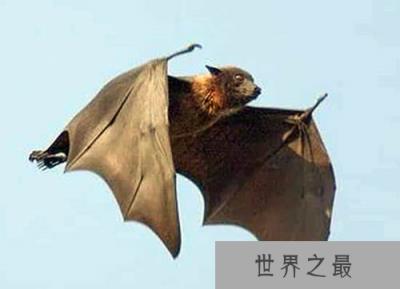 拥有超能力的10大动物，鸭嘴兽竟是电子定位始祖