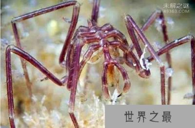 世界上唯一没有天敌的动物，“海蜘蛛”吃饭呼吸生育全靠大长腿