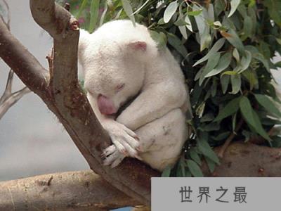 世界十大白化症动物，纯白色的松鼠世界上仅有一只