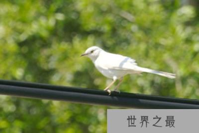 世界十大白化症动物，纯白色的松鼠世界上仅有一只