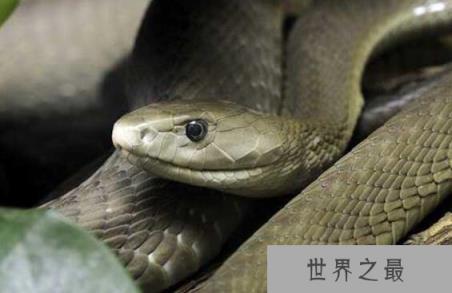 世界最致命的蛇,黑曼巴蛇是非洲人民的噩梦