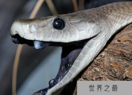 世界最致命的蛇,黑曼巴蛇是非洲人民的噩梦
