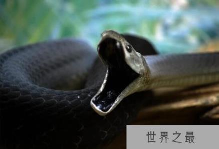 世界最致命的蛇，黑曼巴蛇是非洲人民的噩梦