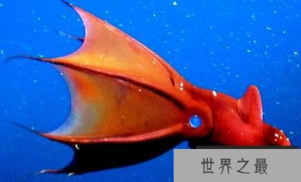 吸血鬼乌贼张开血盆大口，手臂上长满吸血鬼的尖牙