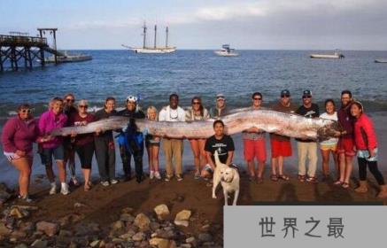 皇带鱼的恐怖传说，地震后出现恶魔的使者(不祥征兆)