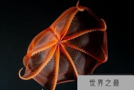 吸血鬼乌贼张开血盆大口，手臂上长满吸血鬼的尖牙