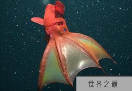 吸血鬼乌贼张开血盆大口，手臂上长满吸血鬼的尖牙